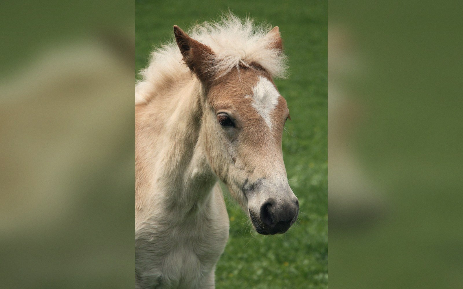 A chestnut horse with a flaxen mane on a steep alpine slope